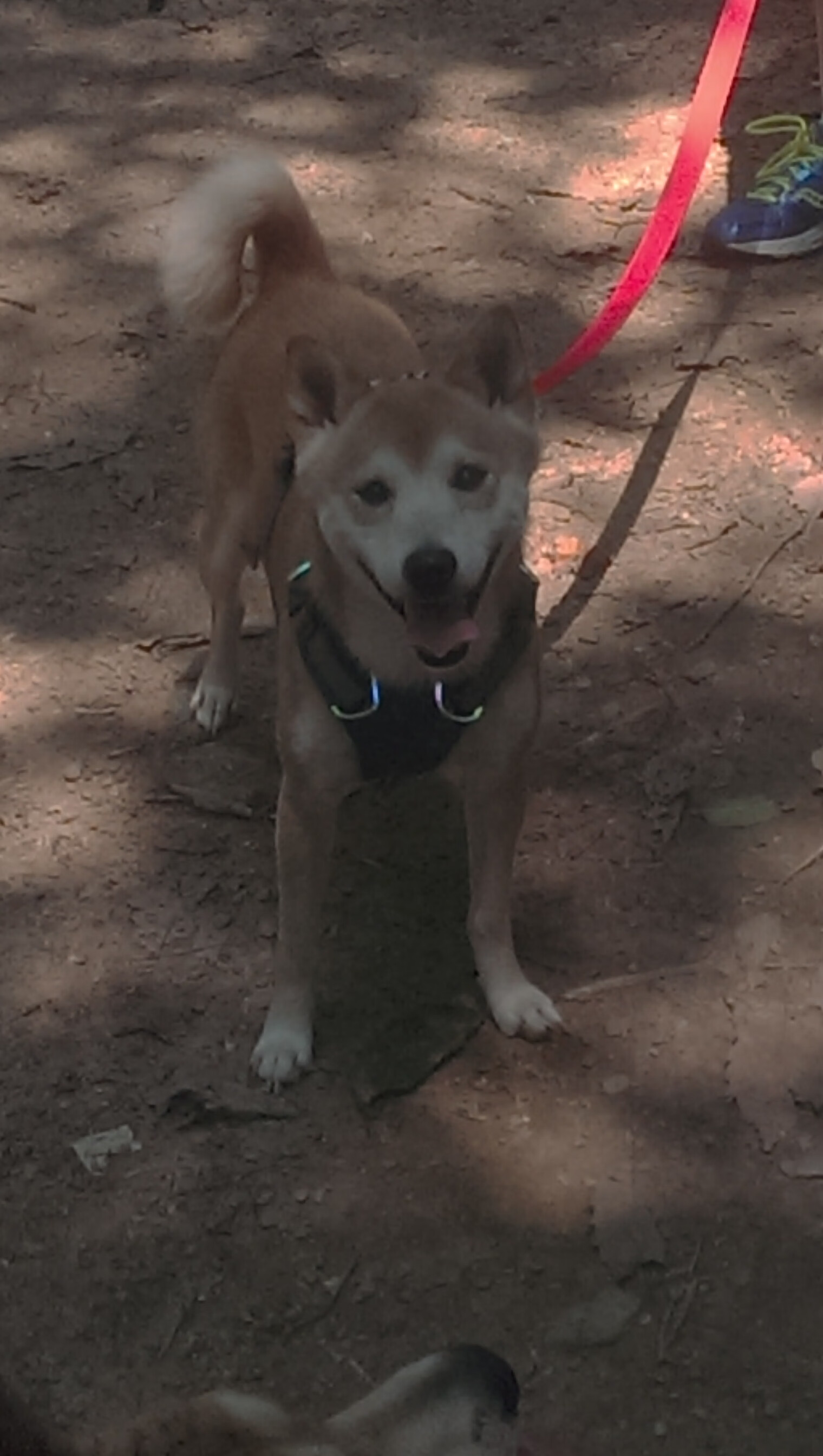 逆袭之夜，喀麦隆黑马踏碎黄潜，姆巴佩从终结者到创造者的关键进化