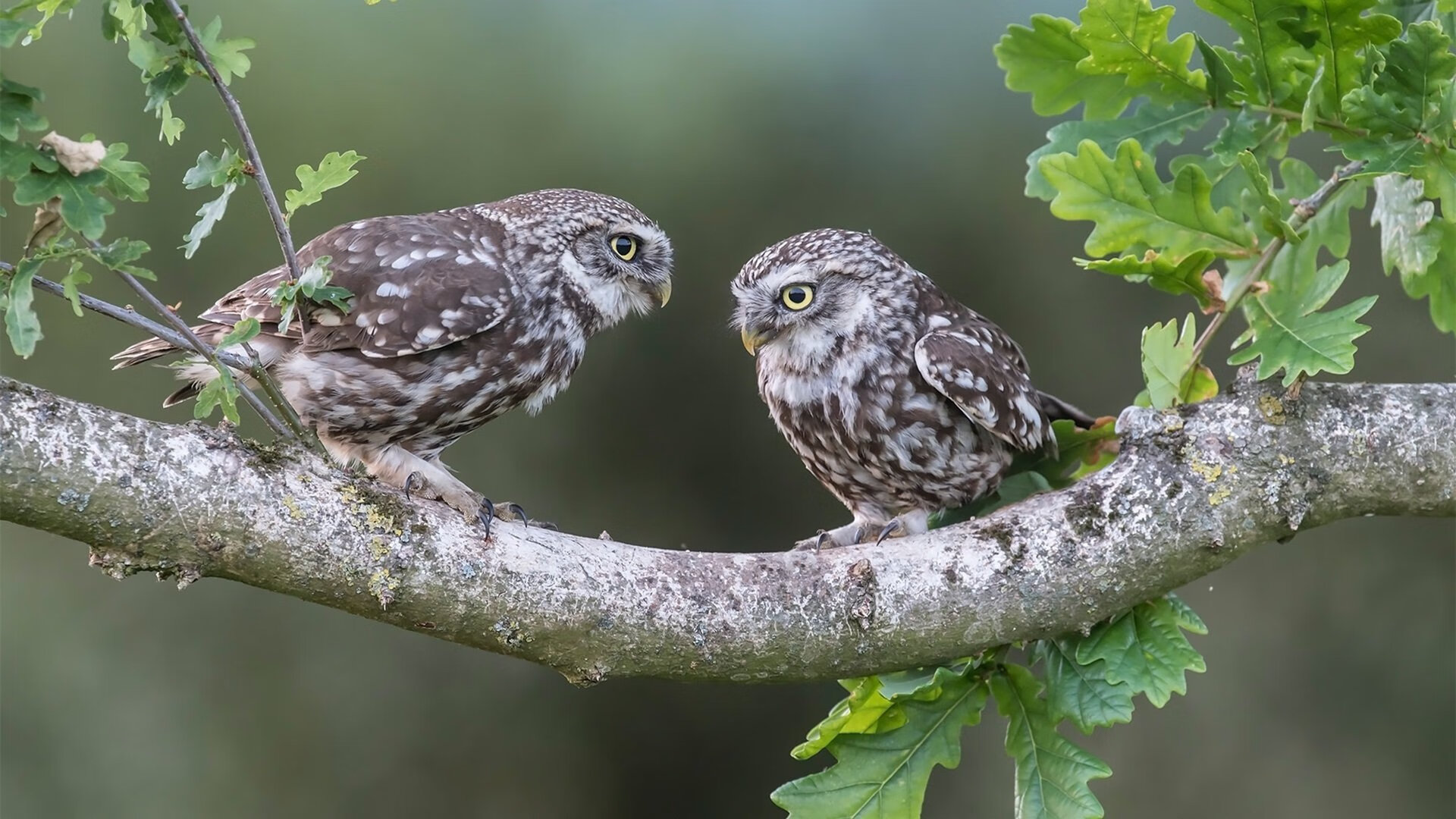 绝杀之夜,从伯纳乌到亚平宁