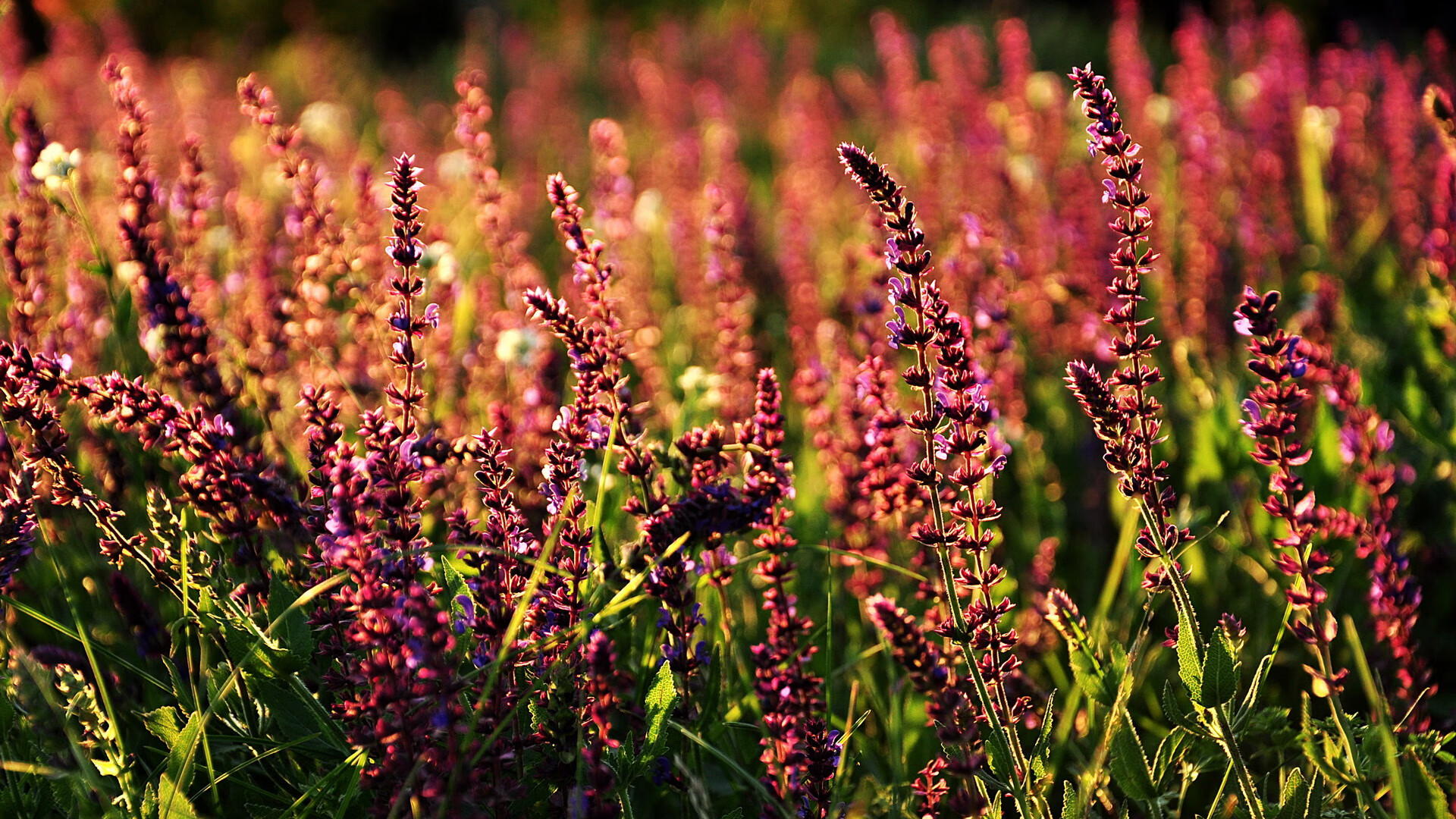 末节之王与冠军之心,当NBA的坚韧遇上英超的锋芒