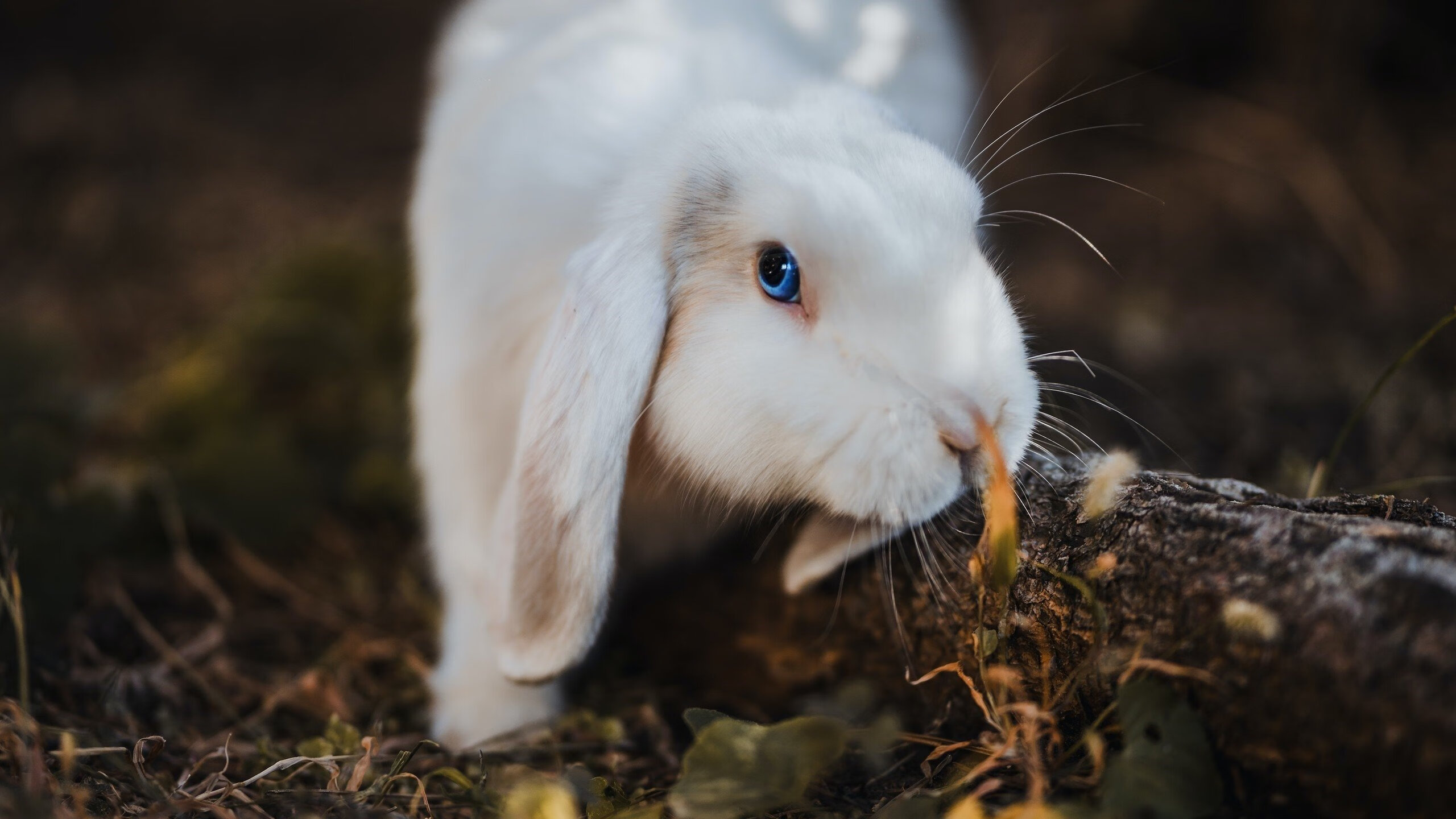 拉梅洛存在感拉满，鹈鹕碾压雄鹿，一场颠覆想象的篮球对决