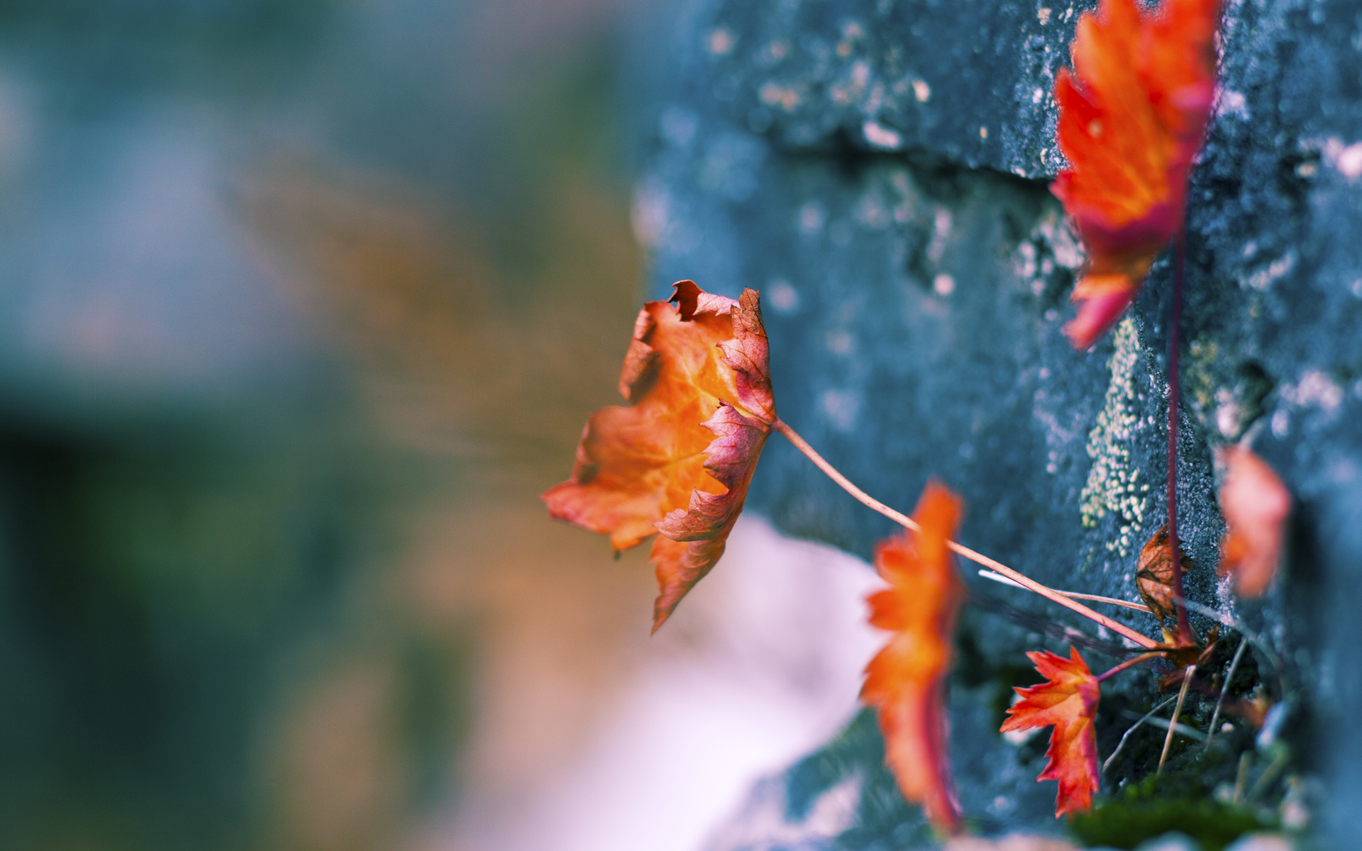 开云体育官方网站-牙买加粉碎阿根廷，赖斯刷新纪录，足球世界的双重震撼