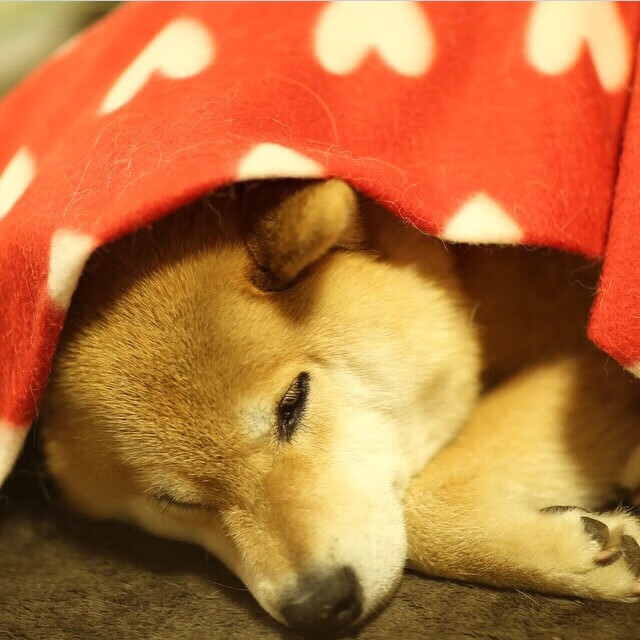 教科书之夜,切特如何用一己之力定义欧冠淘汰赛