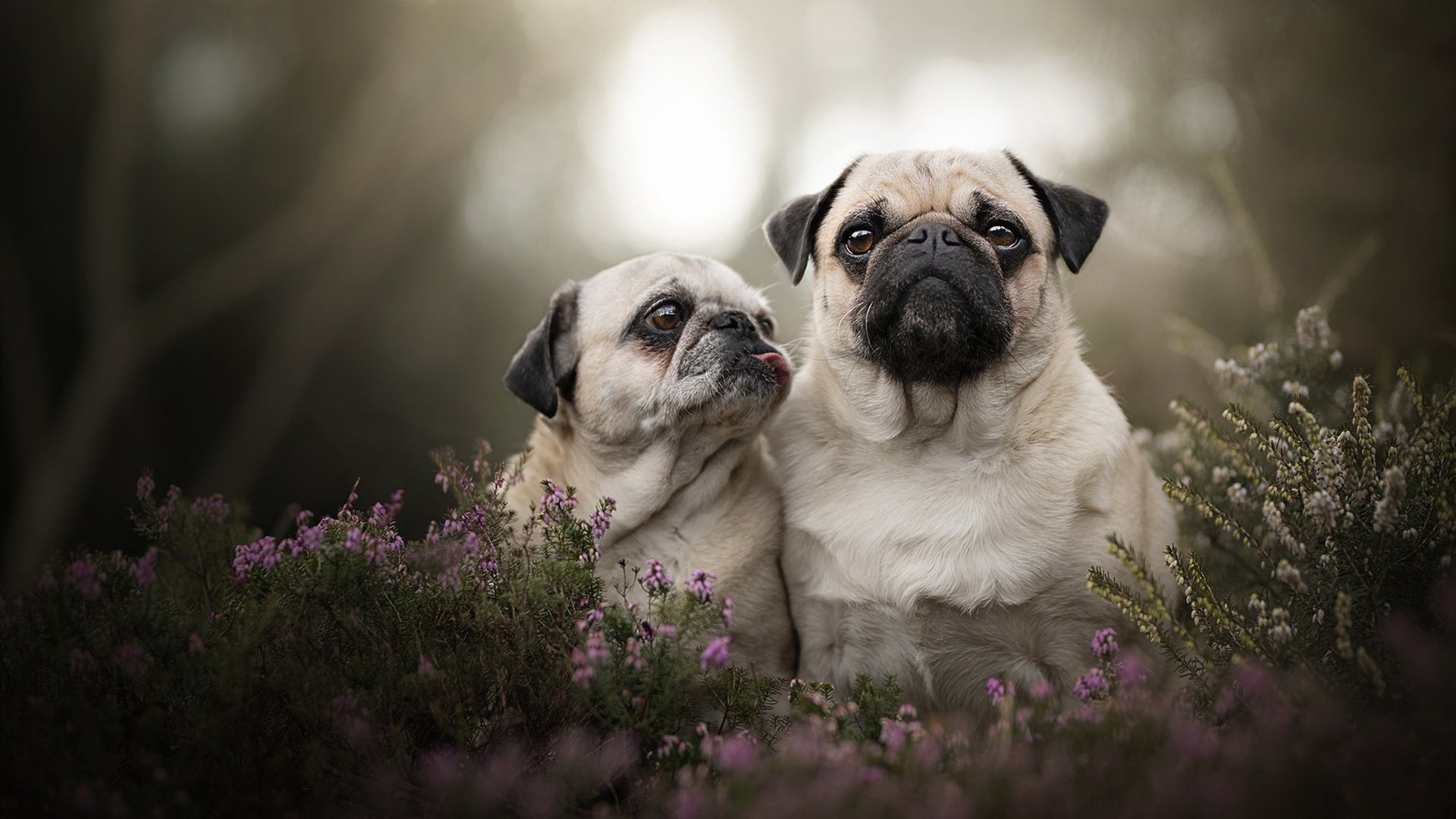 时空裂缝中的联姻，那不勒斯碾压乌克兰，萨拉赫在NBA季后赛接管比赛