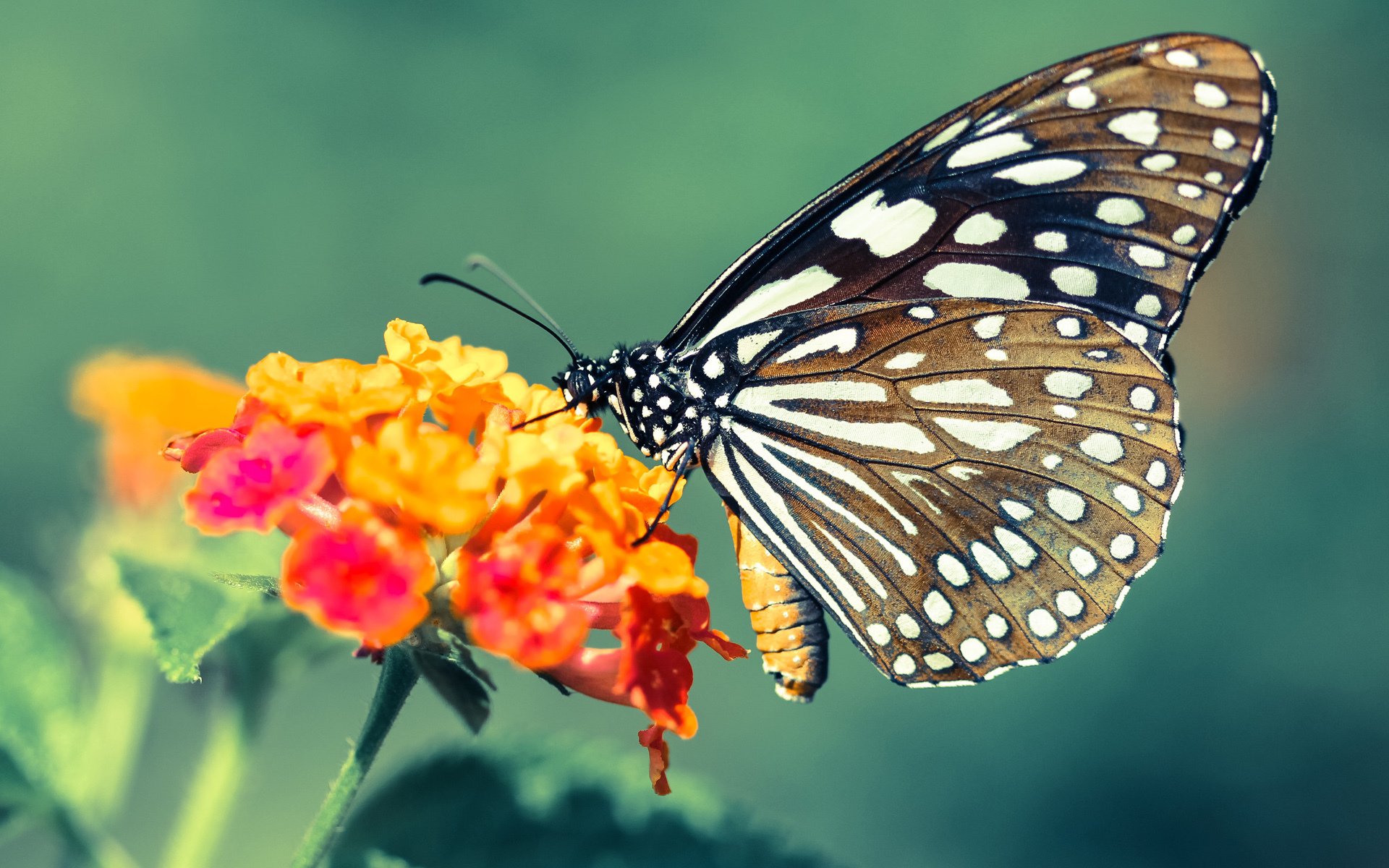 开云APP-防守壁垒，文班亚马锁死黄蜂，公牛争冠战脱颖而出