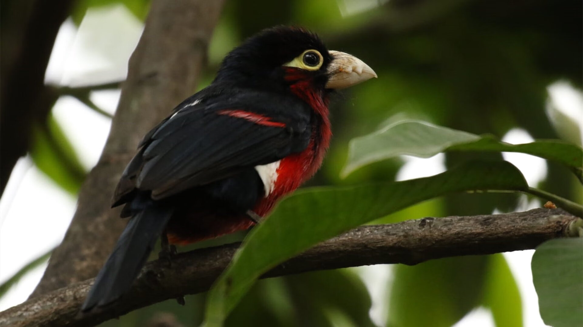 极速与铁壁，当F1新赛季的引擎轰鸣遇见猛龙的决胜时刻