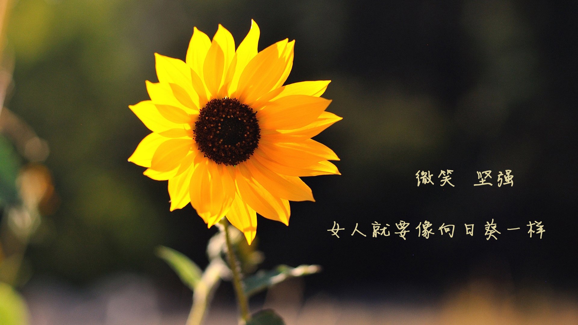 惊天逆转!关键先生C罗独造三球助秘鲁力克皇家社会