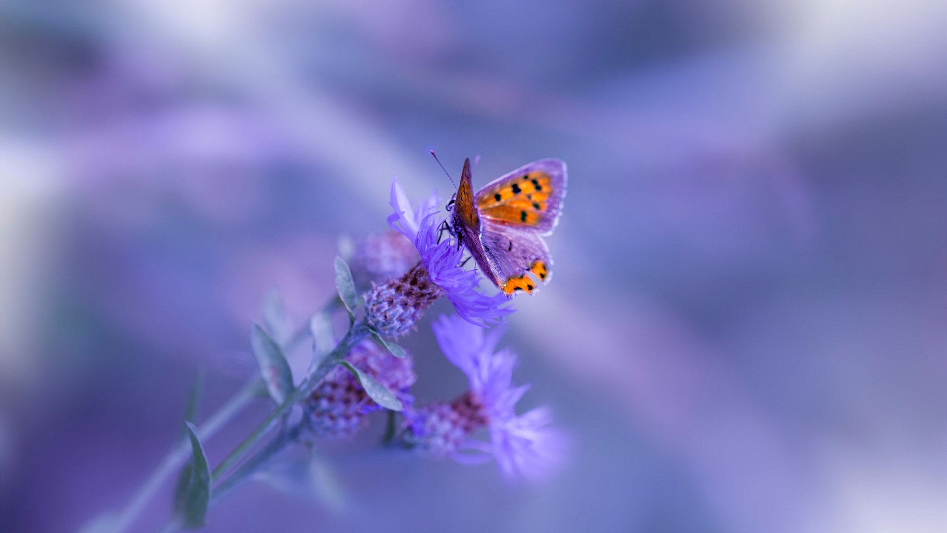 虚拟赛况,当希腊怪兽降临风城—字母哥攻防两端的绝对统治与公牛的一波流美学