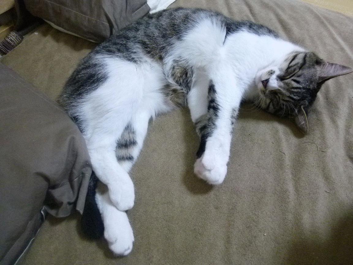 新疆队对阵骑士，塔图姆稳定输出不掉线，演绎跨联赛对决精彩