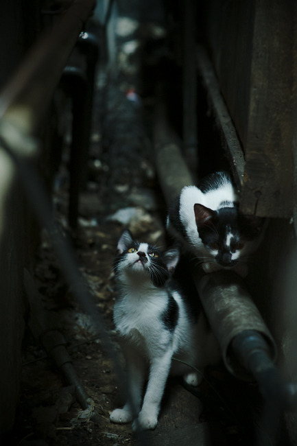 跨越洲际的领袖光芒,几内亚之韧与格列兹曼之决