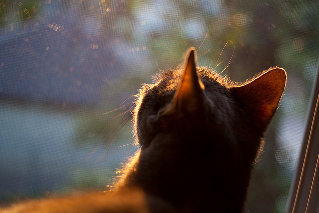 当利物浦中卫范戴克主宰欧冠，阿根廷却败给了澳大利亚—足球的防守哲学与战术革命