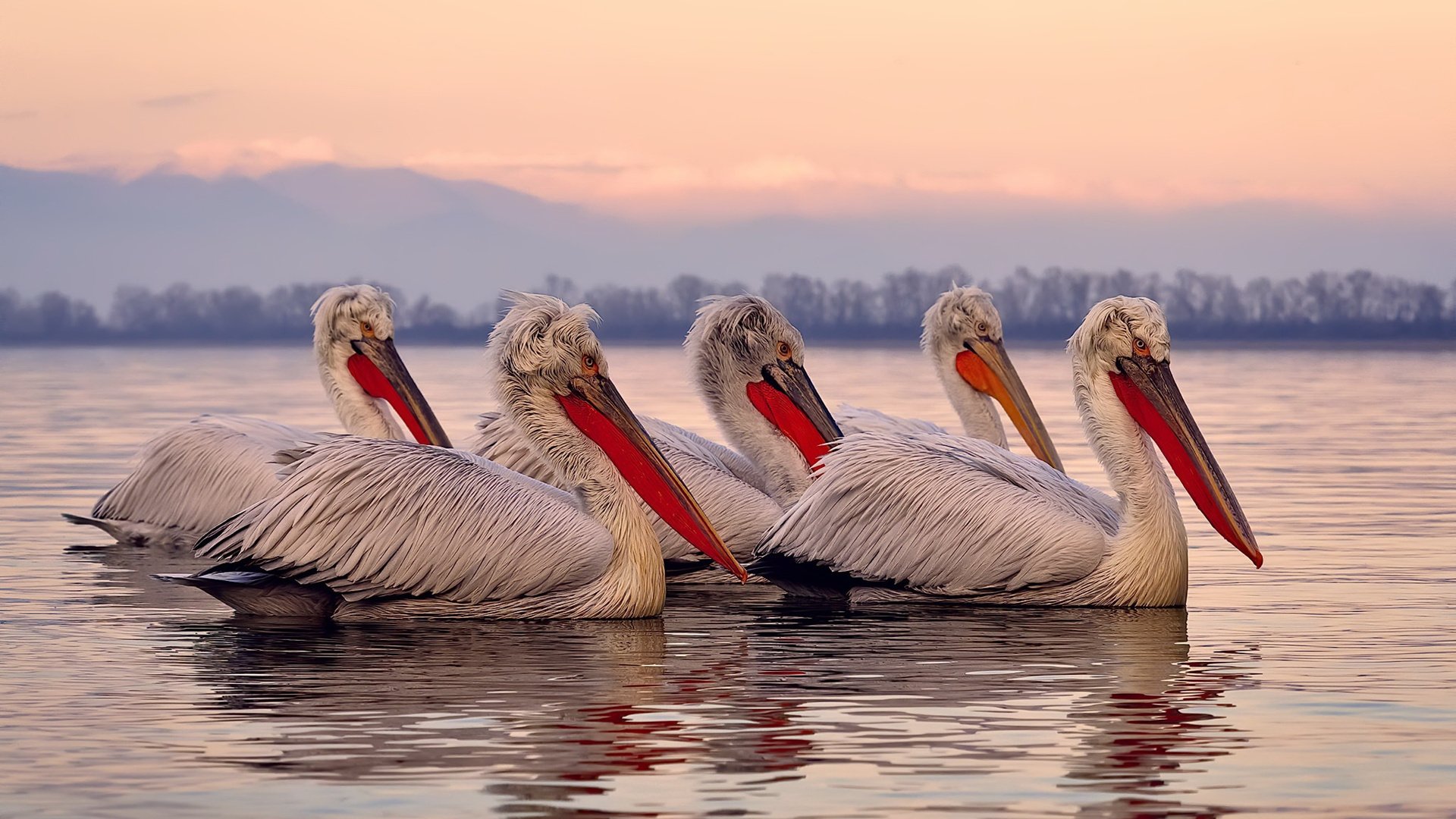 重压之诗，当阿根廷的呐喊与戈麦斯的绝杀在人类极限处交响