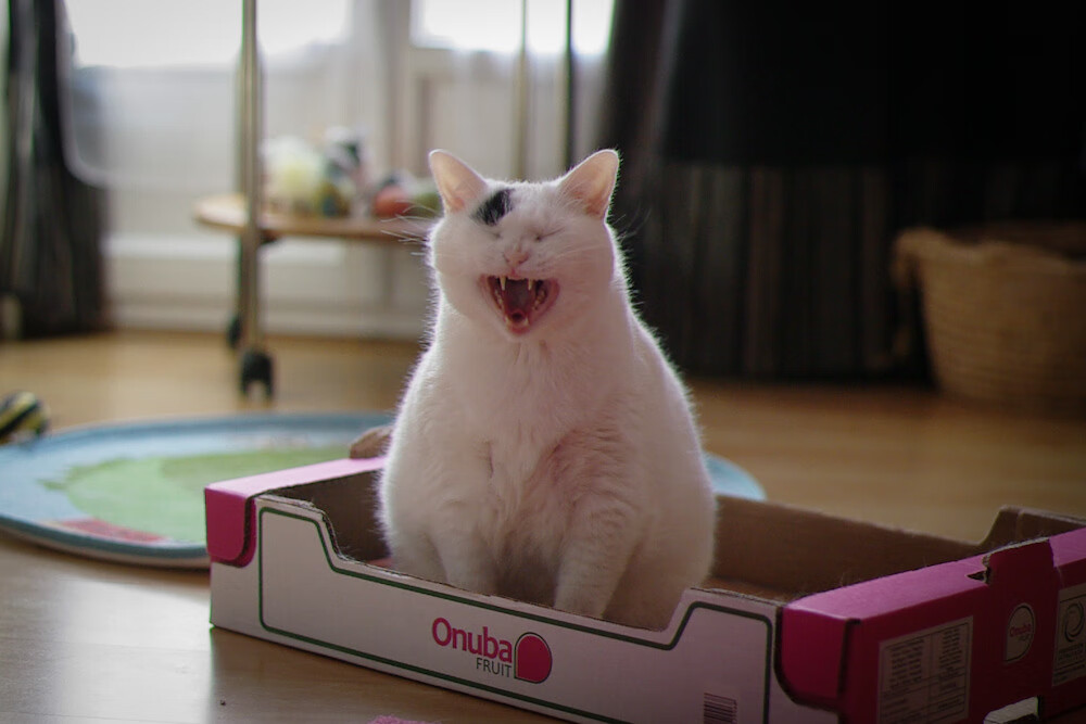 开云体育下载-哈兰德全场最佳无争议，拉齐奥强压希腊球队彰显欧战实力