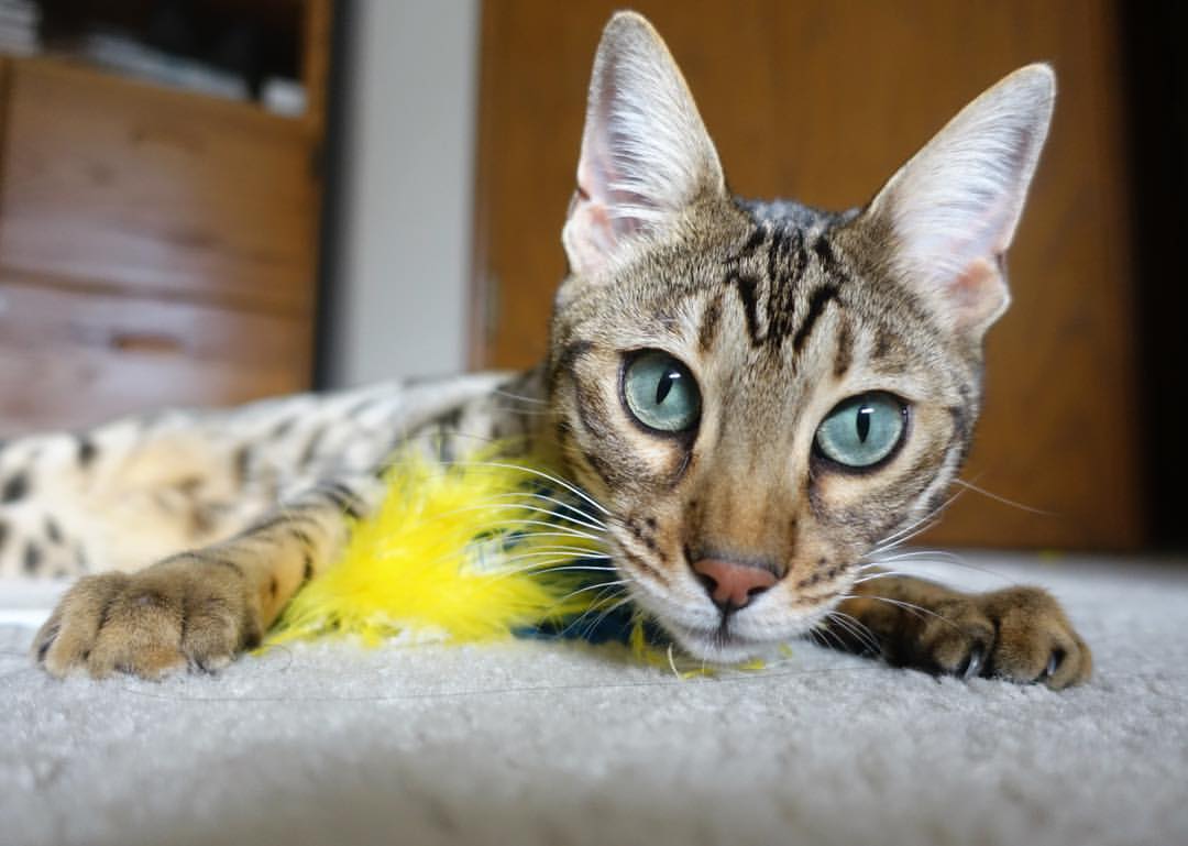 西决生死战之夜，阿什拉夫存在感拉满，铸就传奇逆转