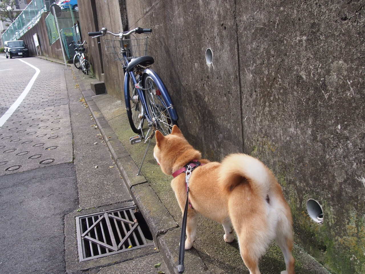 欧冠半决赛的巅峰对决,奥纳纳的统治与切尔西的英格兰荣耀