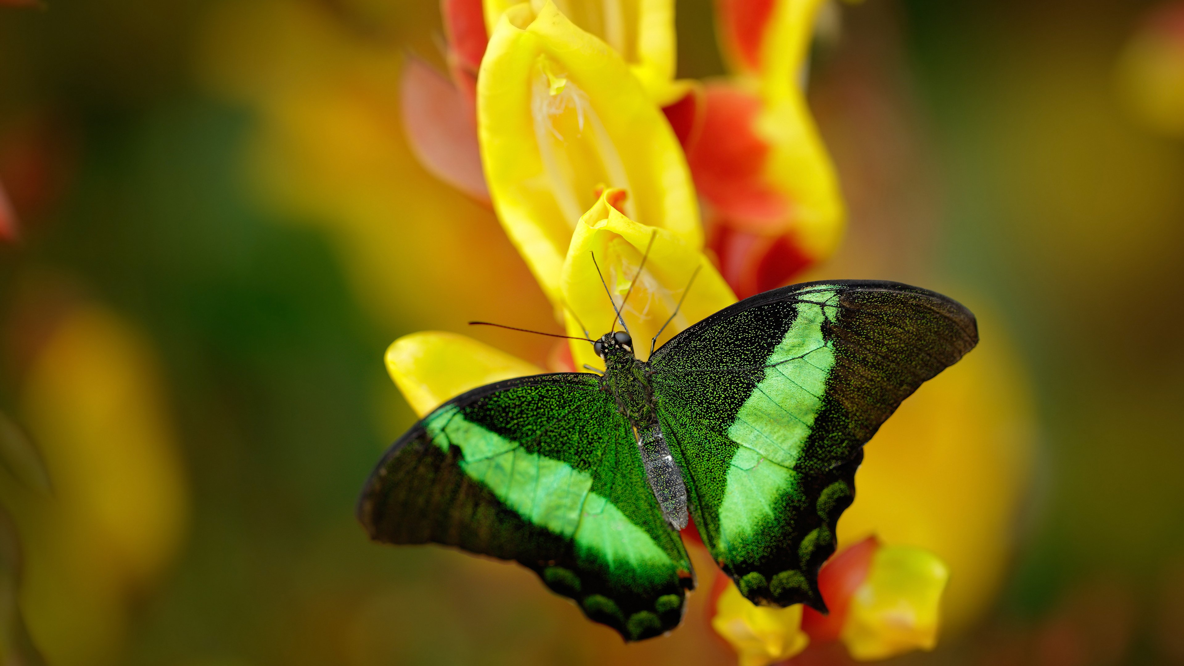 三笘薰冠军级表现闪耀加时,多特蒙德力克AC米兰晋级欧冠四强