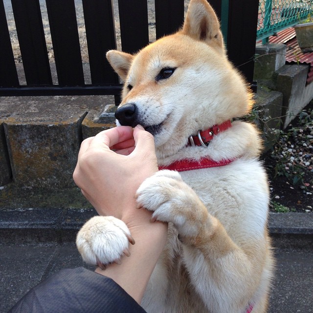 开云体育在线-克莱率队轻取胜利，鹈鹕攻防两端全面压制上海队