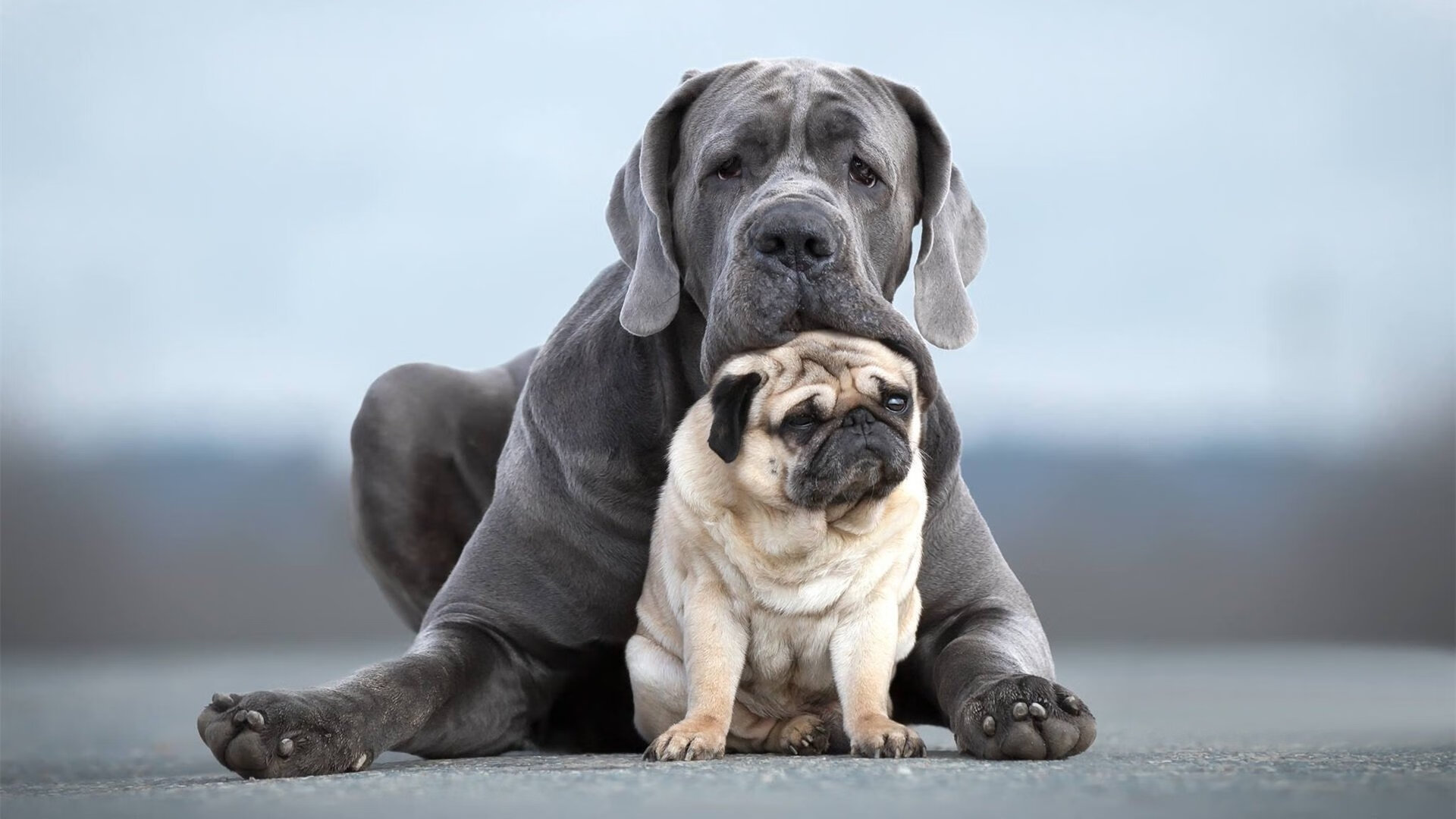 单节爆发拉开鹈鹕,东契奇大场面先生再现传奇