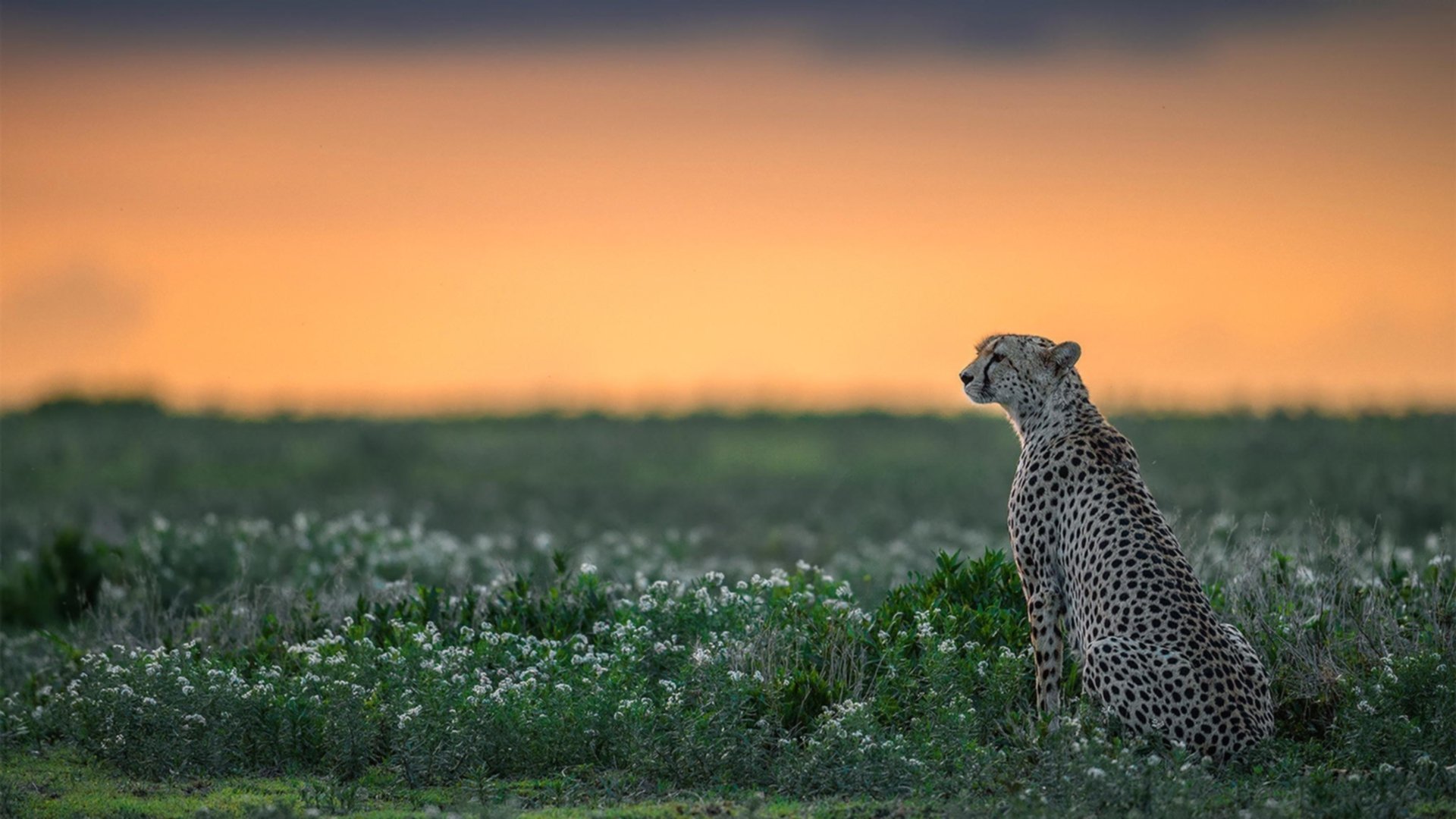亚特兰大狂风骤雨，卢卡库帽子戏法撕裂波兰，比利时昂首挺进八强