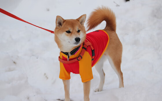 三狮军团吞苦果，葡萄牙孤星破长夜