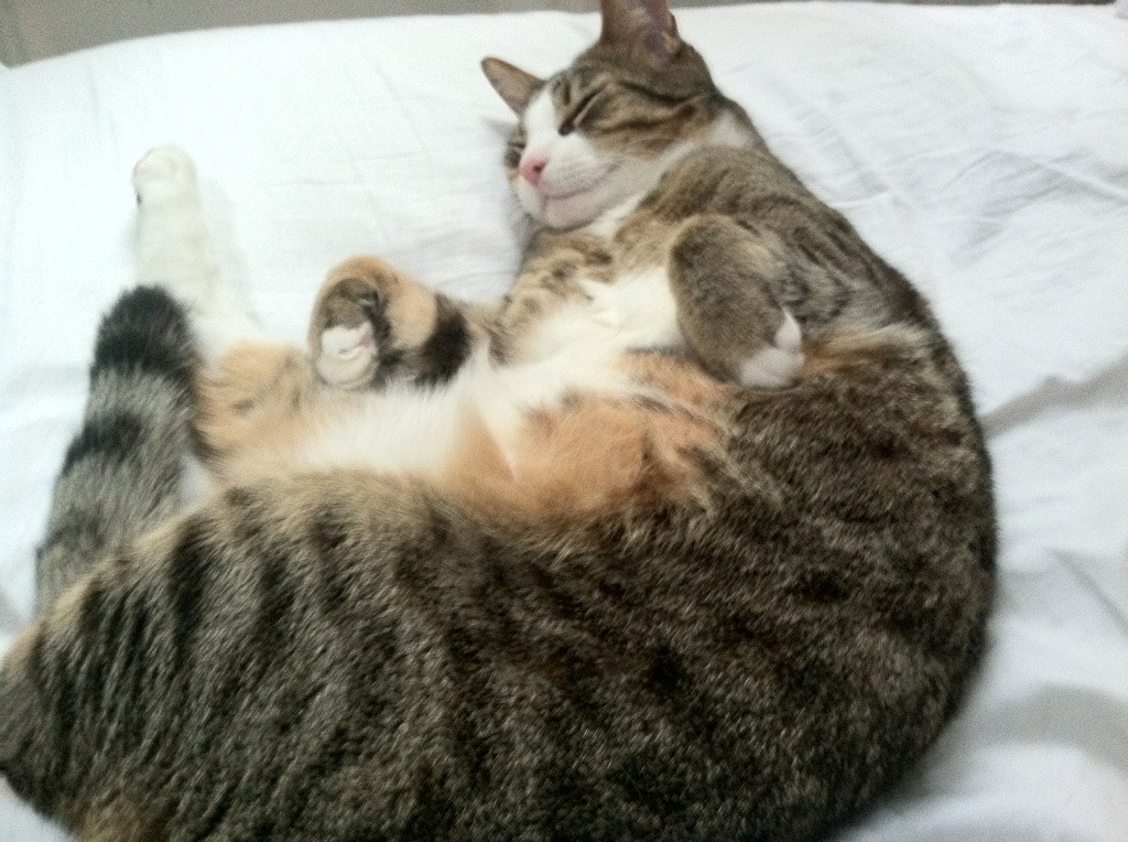 佛罗伦萨的夜色与突尼斯的晨曦，足球如何将两种绝境熔炼成永恒