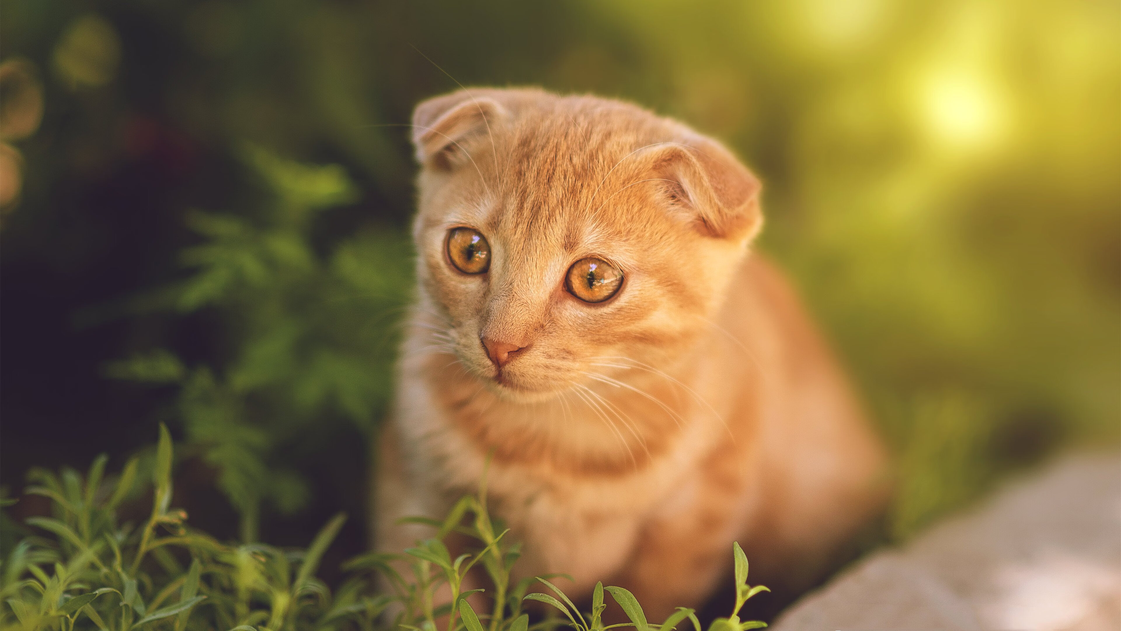 欧冠神迹夜，罗德里戈无解破局，阿森纳单节风暴击碎国米