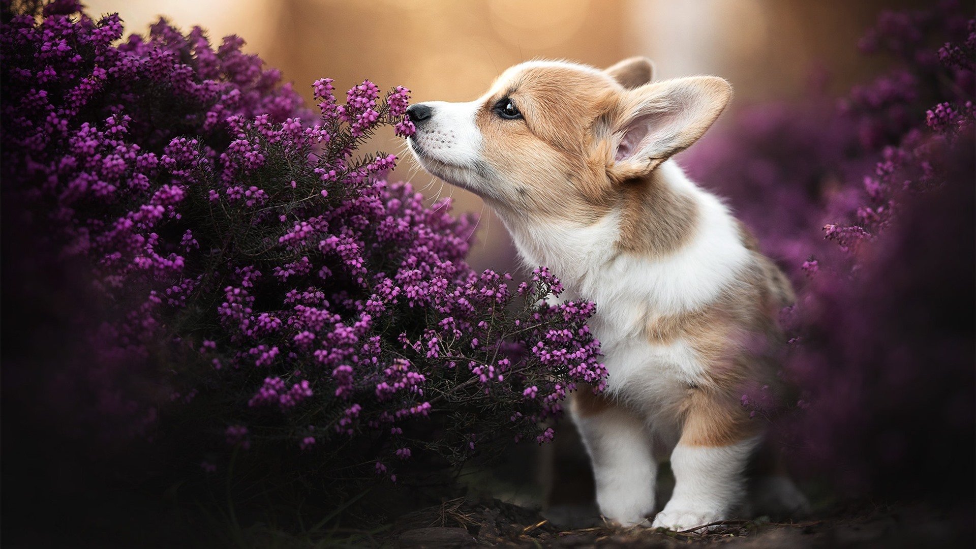 绿茵惊变，2026世界杯揭幕战，泰国横扫智利，库尔图瓦完成致命一击